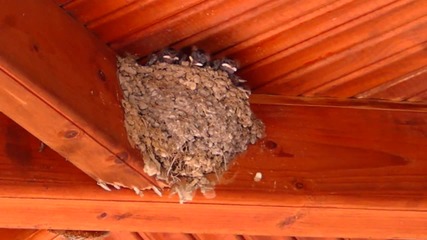 Swallow nest