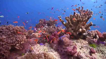 Красив подводен свят