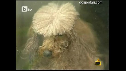 С тъга в очите - Видео - Господари на Ефира 