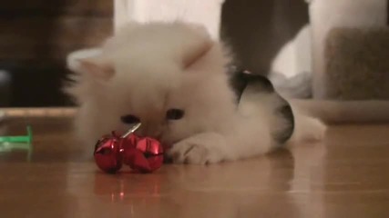 Сладко котенце се забавлява :=) 