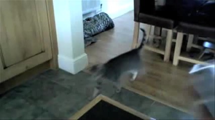 Supercats — е няма такива котки! :d:d:d