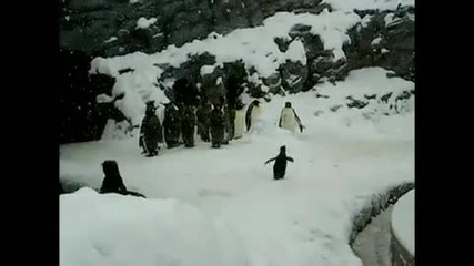 Happy Penguin jumping [hd]