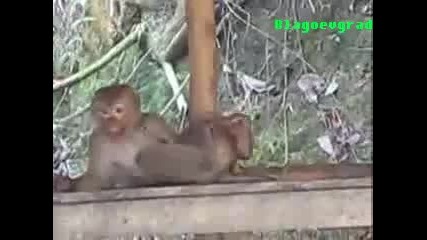 Възбудена Маймуна мастурбира и накрая пада 