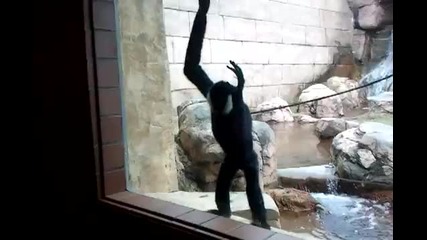 Маймунка атакува човек