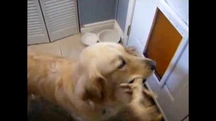 Куче не може да излезе през вратичката си ! 