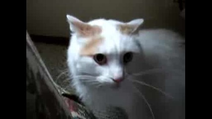 kote naxuskano