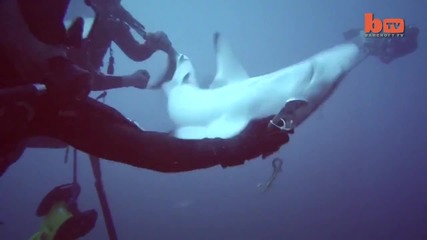 Смели гмуркачи вадят рибарски куки от акули