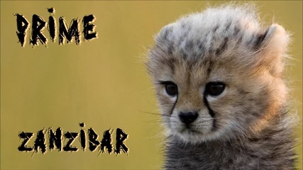 Prime - Zanzibar