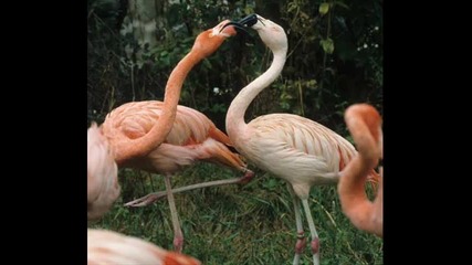 Alena Sviridova - Rozoviy Flamingo Techno Cat Dj Tom Vs. Mondo 
