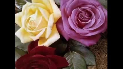 Ernesto Cortazar - Between Thorns and Roses 