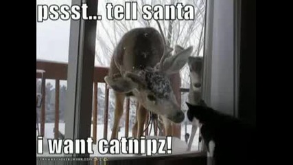 Very Funny Animals