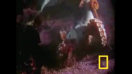 Animal Fight Club 2 !! Animal Vs Animal