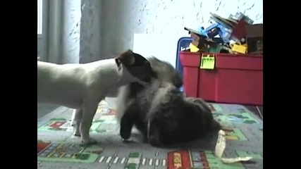Доста интимни 