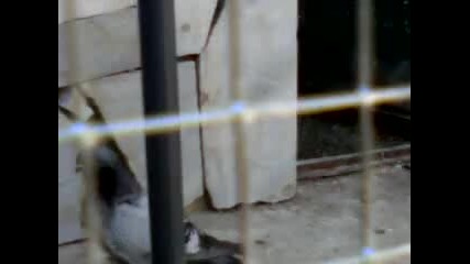китайски чайки