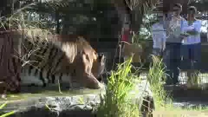 Big Cat Halloween!