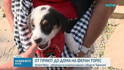 От приют в дряновско село до дома на Феран Торес: Историята на кучето Майло