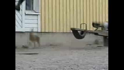 Побъркан Заек