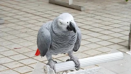 Happy Birthday от говорещ папагал
