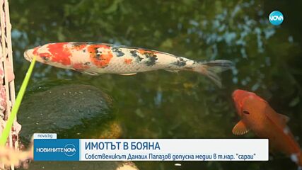 Кадри от имота в „Бояна”, в който живееше Ахмед Доган