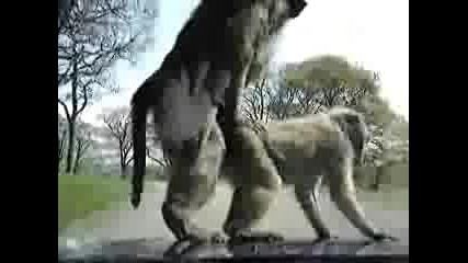 Две маймунки ce eбат :d