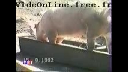 Прасе яде и пикае
