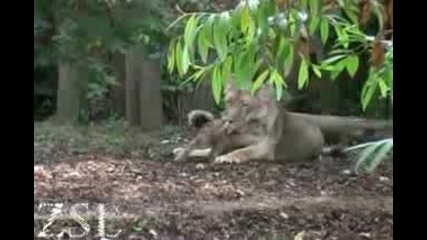 Лъвчета си играят (не са ли сладки)