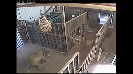 Слон атакува човек много мощно 