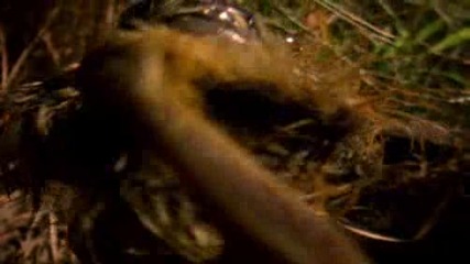 Animal Planet - Cobra