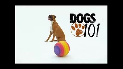 Dogs 101 Boxer