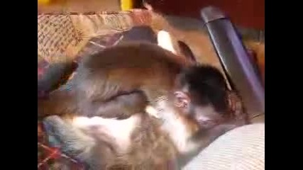 Маймунка почти изнасили котката 