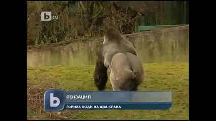 Сензaция! Горила ходи на два крака! 