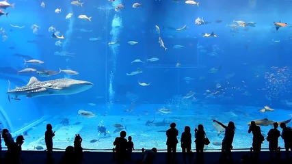 Изумително! Красотата на най - големия аквариум в света