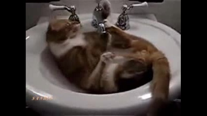 Котешка баня