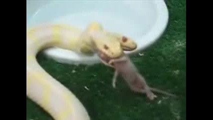 Двуглава змия се храни 