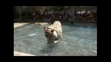 Tv Documentary Swimming Tiger 