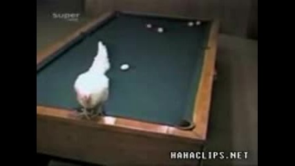 Кокошка с добри умения по билярд