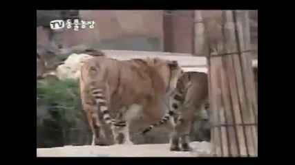 Тигър срещу Лион - Удивителен борбата истинска борба !!!!!!!!! 
