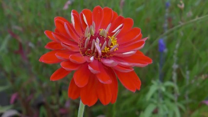 Ernesto Cortazar - Just Let Me Say I Love You - Wonders Of Nature