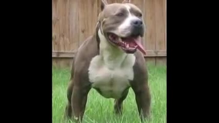 Pitbull 