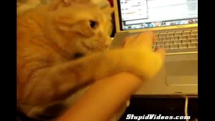 Котка държи стопанина си за ръката