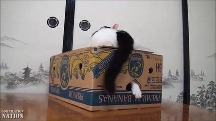 Много сладки и смешни котета