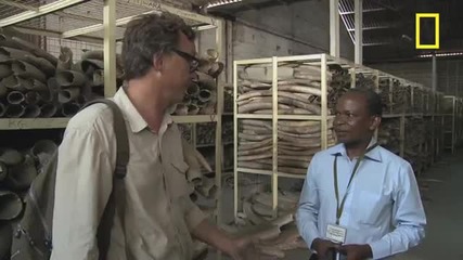 Battle for the Elephants Episode 4: Massive Ivory Stockpile