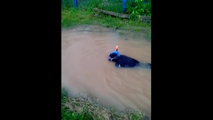 Унуфри плува в шемшево