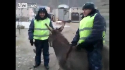Пътни полицаи задържаха магаре в Русия !