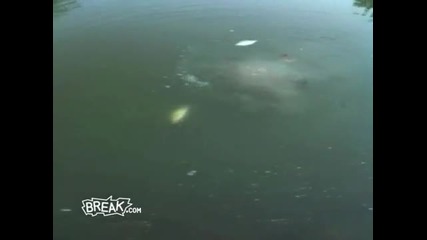 Fishing with Dynamite 