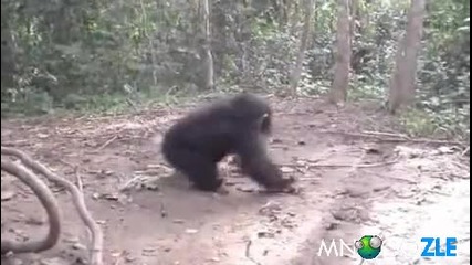 Бебе шимпанзе прави пируети !!