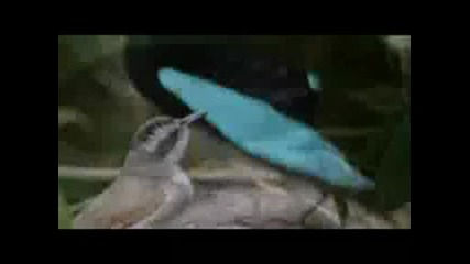 Най - яката птица на света