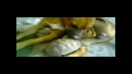 Костенурка захапва куче за топките :) 