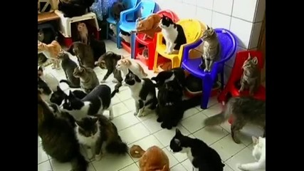 Жена гледа 130 Котки 