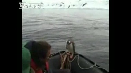 Този Пингвин Знае Как Да Се Измъкне